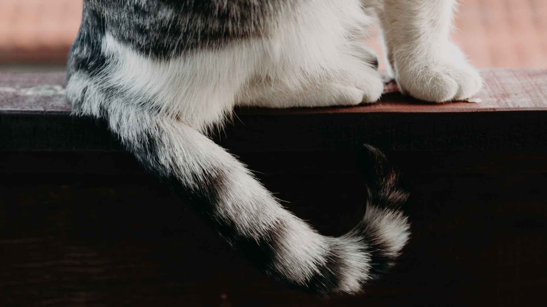 Cola del gato